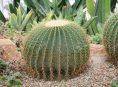 imagen Las mejores plantas para zonas áridas