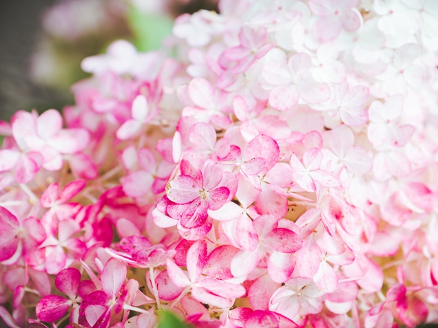 hortensia Vanilla Strawberry