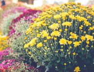 imagen 11 hermosas flores y plantas de otoño
