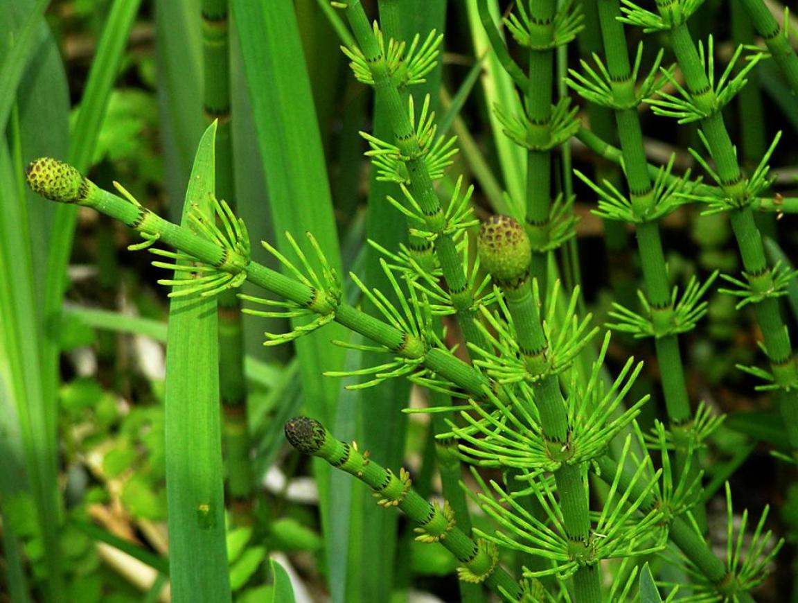 Почему хвощ высшее растение. Хвощ полевой. Хвощ Речной (Equisetum fluviatile). Хвощи это споровые растения. Хвощ полевой листья хвоща.