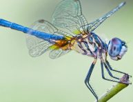 imagen Plantas que atraen libélulas para controlar los mosquitos