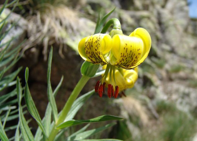 Como cultivar el lirio martagón en maceta