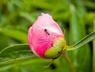 imagen Cómo quitar las hormigas de las peonias