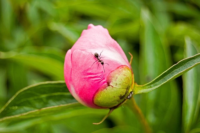 peonias hormigas