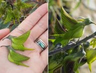 imagen La planta con flores parecidas a un colibrí