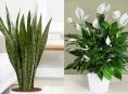 imagen 10 plantas que ayudarán a tener un microclima de tu hogar