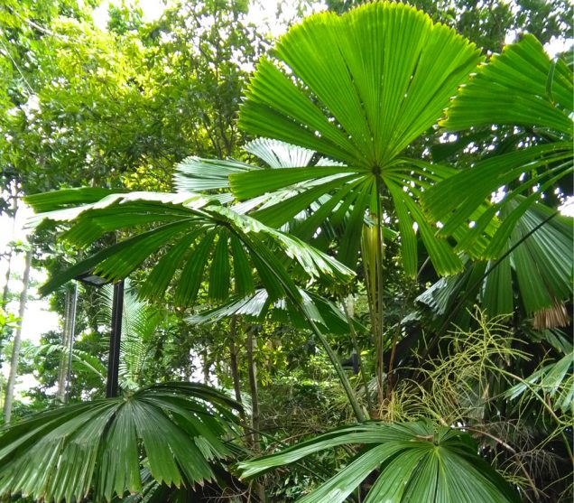 Lista 100+ Imagen Plantas De Interior Tipo Palmera Fotos Mirada Tensa