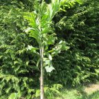 8 tipos diferentes de palmeras