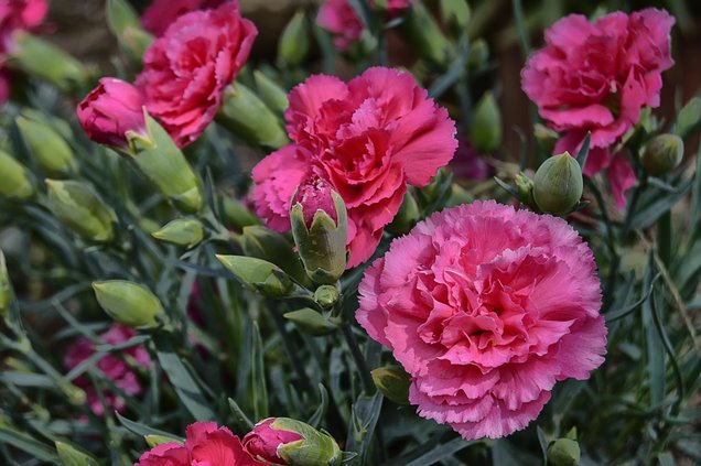 Consejos para cuidar un ramo de flores recién entregado