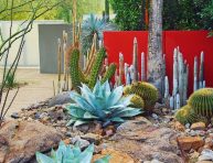 imagen Consejos para diseñar un jardín del desierto