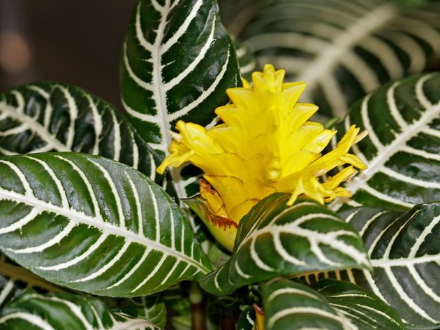 Cómo cuidar las plantas cebra