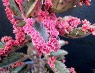 imagen Cuidados del Kalanchoe “mariposas rosadas”