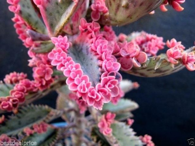 Kalanchoe mariposas rosadas-1