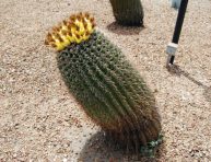 imagen ¿Qué hace que un cactus se incline?