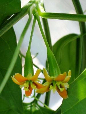 Flor femenina