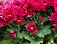 imagen ¿Qué es el piretro y cuáles son sus usos en el jardín?
