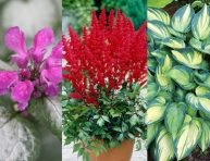 imagen 10 plantas perennes amantes de la sombra