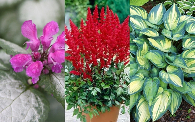 10 plantas perennes amantes de la sombra