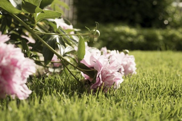 como evitar que las plantas se vuelvan largas y debiles