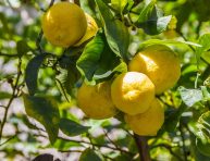imagen ¿Cómo hacer que el limonero dé más frutos?