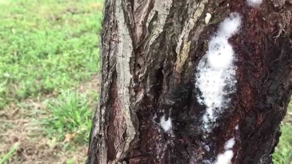 Cómo prevenir el chancro espumoso en los árboles