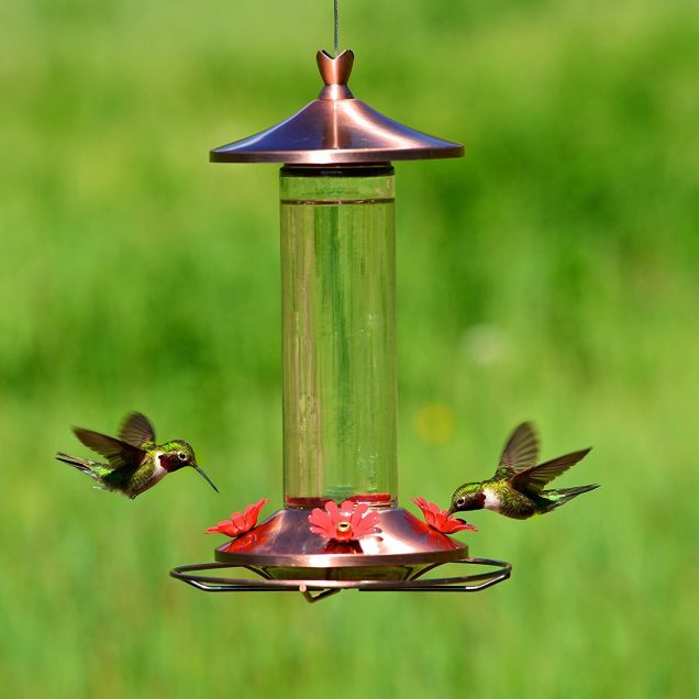 Como alejar a las hormigas de los bebederos de colibríes 