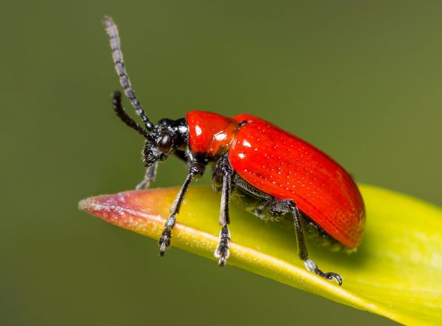 Escarabajo del lirio rojo