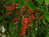 imagen Cómo cultivar la planta carpa dorada o Columnea gloriosa 