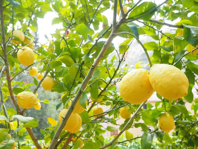 limones