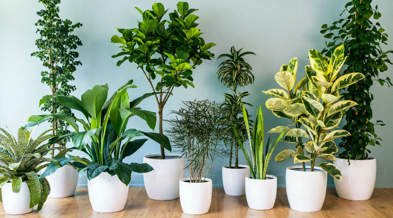 4 tendencias de plantas de interior que serán furor en 2020