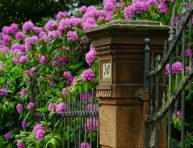 imagen Plantas para mejorar la privacidad y la belleza del jardín