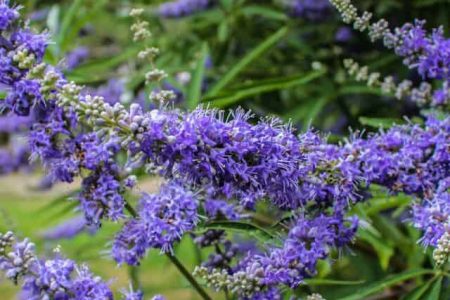 Crea un muro de árboles en tu jardín para más privacidad