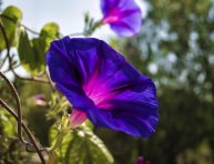 imagen 9 verduras, hierbas y plantas que se autosiembran