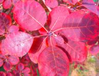 imagen Plantas con follaje rojo