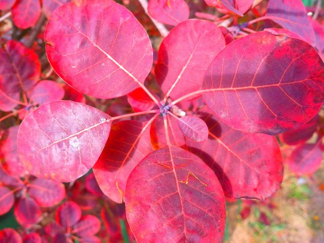 planta con follaje rojo