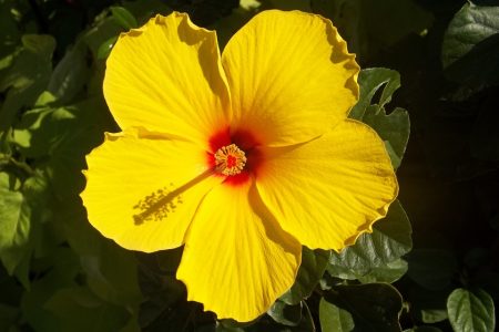 5 flores tropicales para cualquier jardín