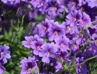imagen Cuidados del Salpiglossis o Panza de burro