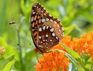 imagen Cultiva el algodoncillo anaranjado en tu jardín