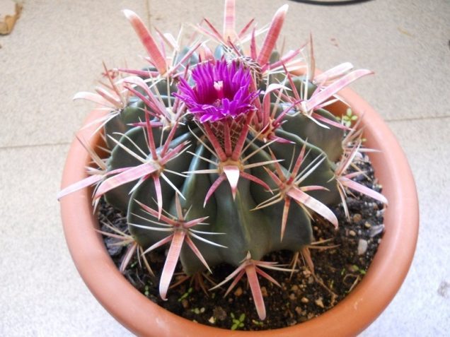 ferocactus