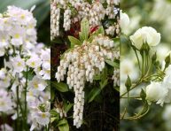 imagen 8 mejores flores blancas para tu jardín