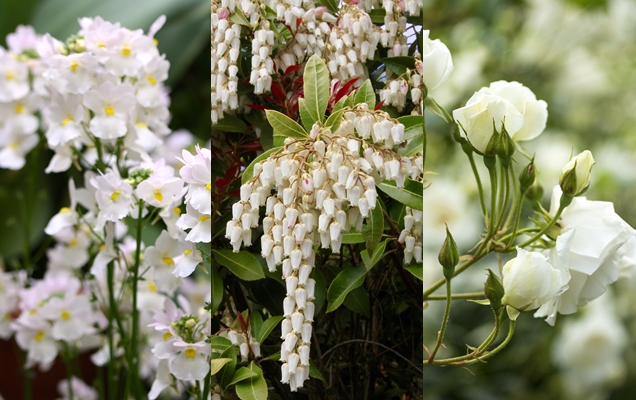 Flores silvestres de color blanco | Plantas