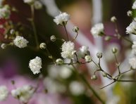 imagen 5 flores diminutas para tu jardín