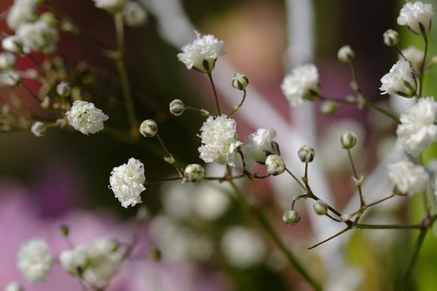 5 flores diminutas para tu jardín