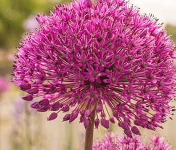 5 plantas con flores maravillosas para tu jardín