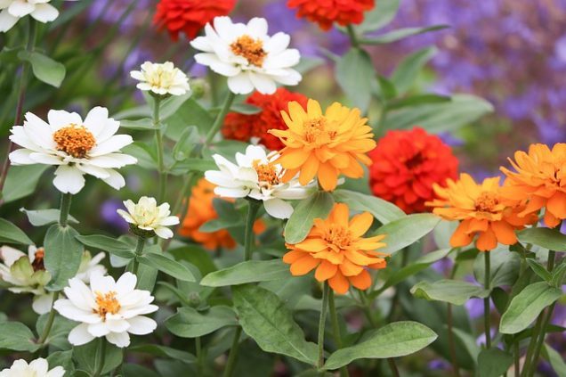 5 plantas con flores maravillosas para tu jardín
