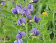 imagen Cuidados de la Baptisia