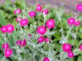 imagen Cuidados y cultivo de la planta Lychnis coronaria
