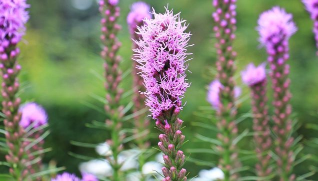 Liatris Spicata