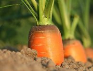 imagen 5 verduras que puedes cosechar en tan solo 12 semanas