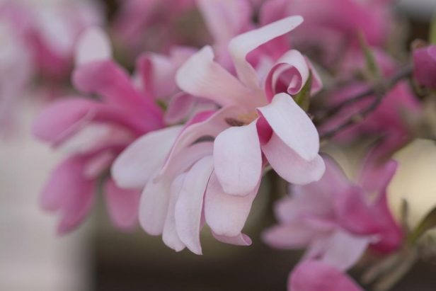 Árboles con flores para darle color al jardín